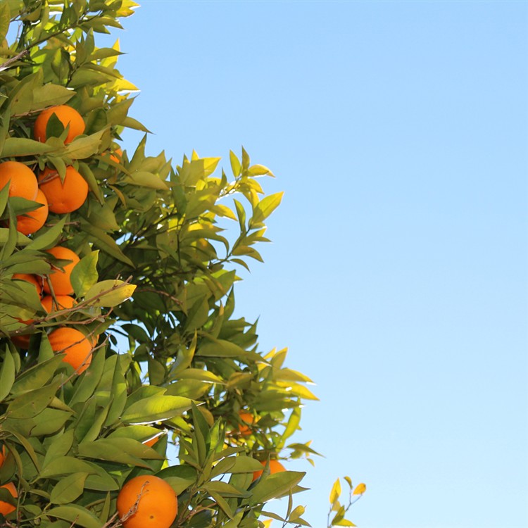 Since You Can Do Nothing