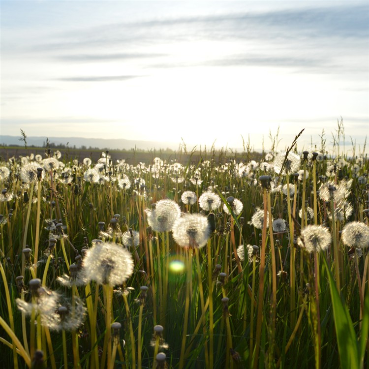 The importance of local church